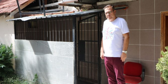 Sakarya’da 70 kiloluk Saint Bernard türü köpek çalındı