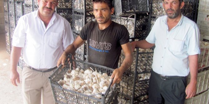 Dibe vuran sarımsak fiyatı üreticiyi zora soktu