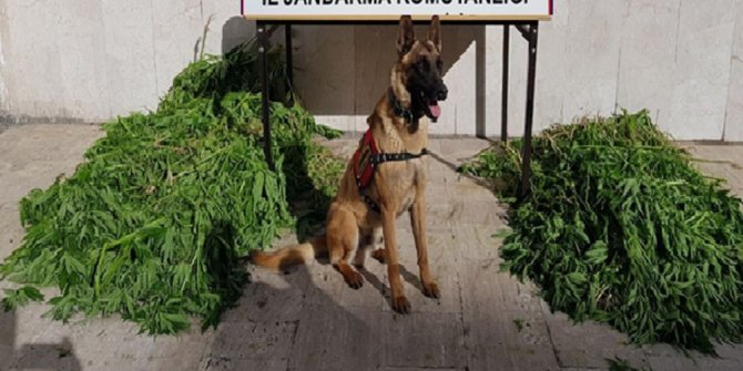 Sivas’ta uyuşturucu operasyonu