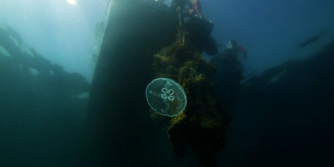 Marmara Denizi’ndeki mercanlar böyle kurtarıldı
