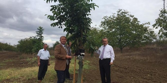 Ceviz Ağaçlarındaki Aşılama Sonuçları İncelendi