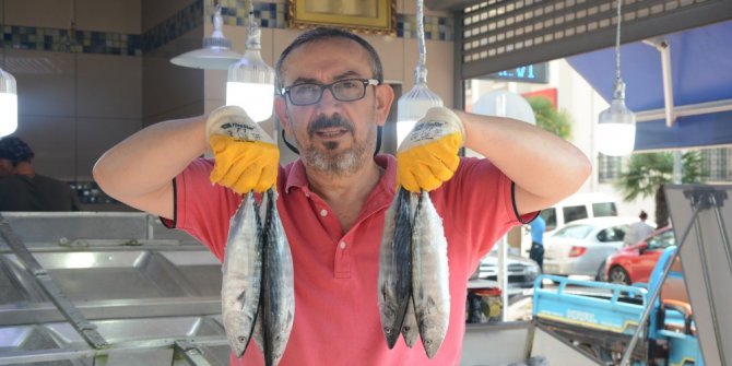 Palamutta hayal kırıklığı, umut hamside