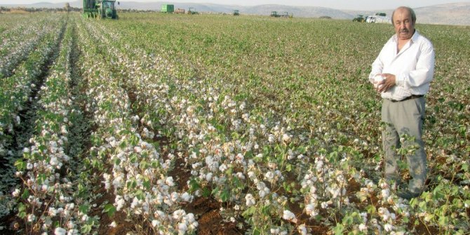 Araban Ovası’nda ‘beyaz altın’ hasadına başlandı