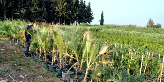 Şanlıurfa’nın süs bitkileri Akçakale’de yetişiyor