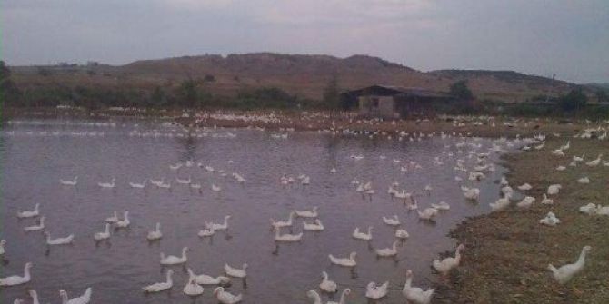 Uçan Kaz Tesisi Çıldır’da Hizmete Girdi