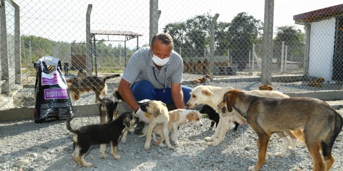 Ordu’da sokak hayvanları emin ellerde