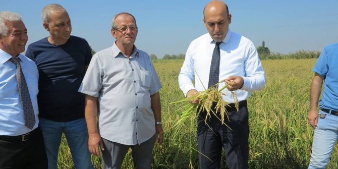 Biga’da çeltik hasadı başladı