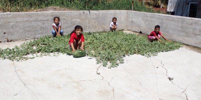 Beton çatlaklarından karpuz çıktı