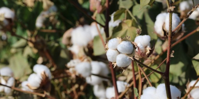 ‘Beyaz altın’ hasada hazırlanıyor