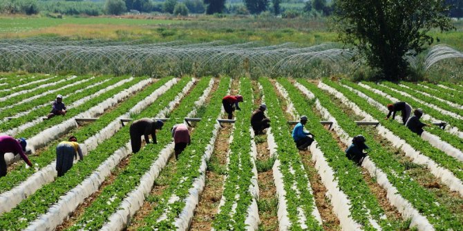 Çilekte sezon hazırlıkları erken başladı