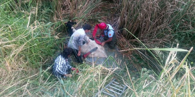 Nehre düşen hamile ineği itfaiye kurtardı