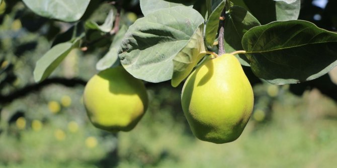 Sakarya’da ayva hasadı Ekim ayında başlıyor
