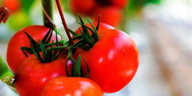 Ruslar domates yasağının kaldırılmasını Türklerden daha çok istiyor