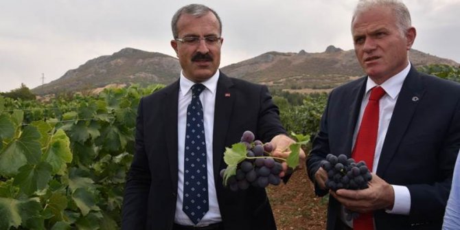 Tokat’ta 18 sofralık üzüm çeşidi denemesi yapılıyor