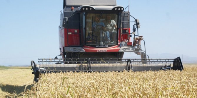 Manyas’ta çeltik hasadı başladı