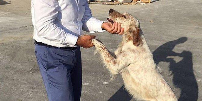 Başkan Akgün: “Minik dostlarımıza bakamayacaksanız sahiplenmeyin”