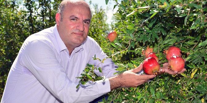 Nar Üretimi İkiye Katlandı