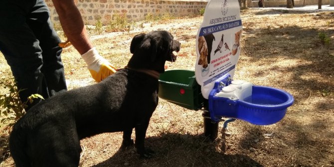 Akşehir Belediyesinden sokak hayvanları için su ve mama kapları