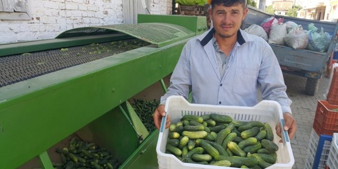İkinci ürün salatalık yüz güldürüyor