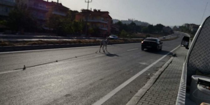 Sahipsiz eşek sürücülere zor anlar yaşattı