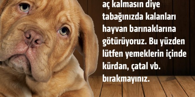 Nata Vega Outlet Alışveriş Merkezi’nde artan yemekler sokak hayvanlarına veriliyor