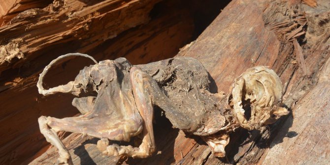 (düzeltme) 500 yıllık ağacın içinden çıkan hayvan iskeleti şaşırttı