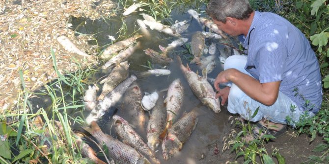 Karacabey’de balık katliamı sürüyor