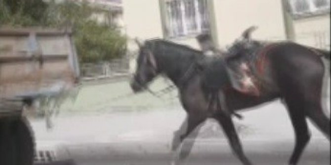 Vicdansız sürücü römorkun arkasına bağladığı atı kilometrelerce koşturdu