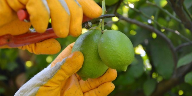 Muğla’da limon hasadı başladı