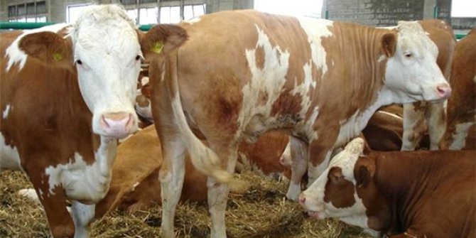 Ödemiş’te 13 büyükbaş hayvan çalındı