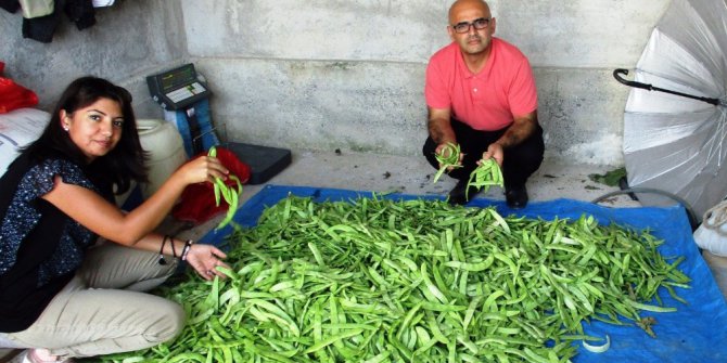 Bu fasulye yok satıyor