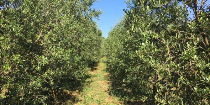 TİKA Karadağ’da Zeytinyağı Üretim Tesisi Kuruyor