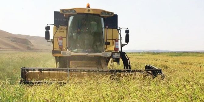 Sungurlu’da çeltik hasatı