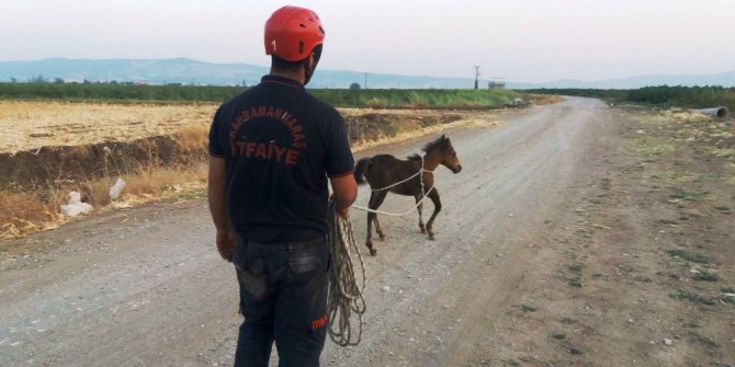 Sulama çukuruna düşen tayın imdadına itfaiye yetişti