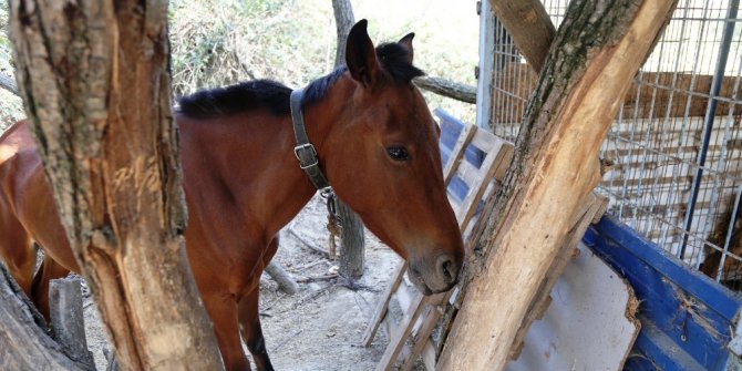 Eziyete uğrayan ata Büyükçekmece Belediyesi sahip çıktı