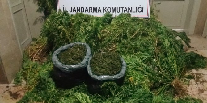 Bilecik’te kenevir ve esrar maddeleri ele geçirildi