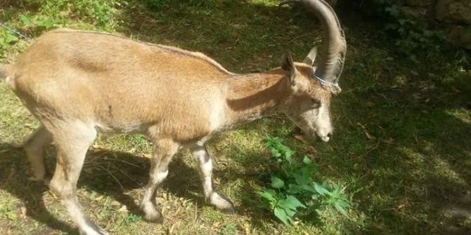 Hasta Dağ Keçisi Tedavi Altına Alındı