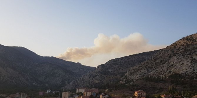 Nallıhan’da orman yangını