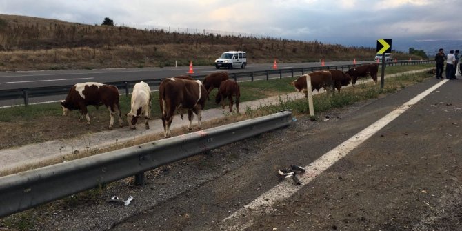 Büyükbaş hayvan yüklü tır devrildi: 1 yaralı