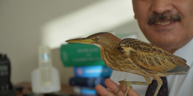 Hint Gölet Balıkçıl kuşuna zabıta ekipleri sahip çıktı