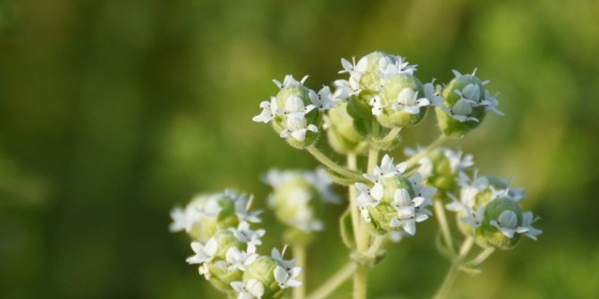 Kocasinan’da tıbbi ve aromatik bitkiler ürün vermeye başladı