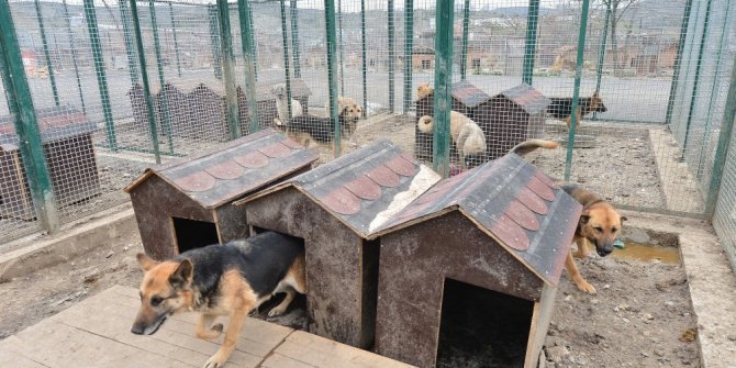 Ankara’da 100 bine yakın sokak hayvanı yaşıyor