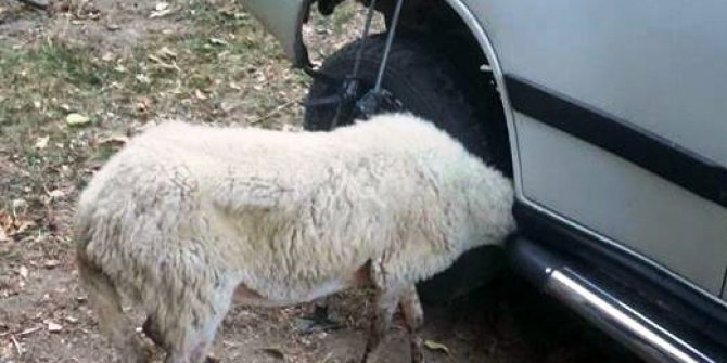 Aracın çamurluğuna kafası sıkışan kuzuyu itfaiye kurtardı