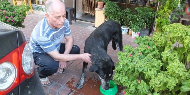 Burhaniyeli esnaflar sokak hayvanlarına sahip çıktı