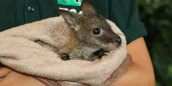 Annesi ölen minik kanguruya annelik yapıyor
