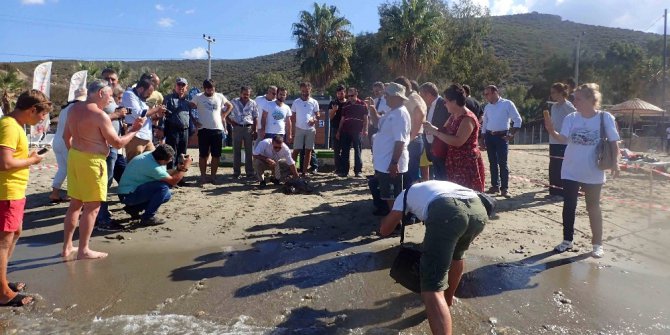 1,5 yıl tedavi gören caretta caretta denize bırakıldı