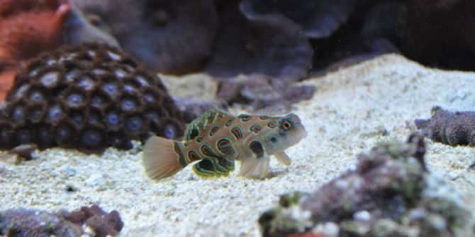 Dünyanın En Renkli Canlılarından Biri Olan ‘Mandarin Balığı’, Aquavega’da