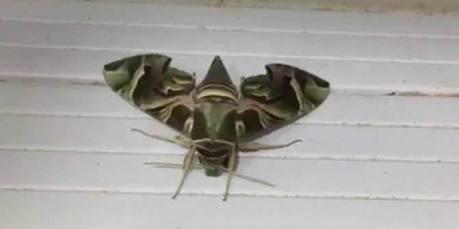 Nadir rastlanan ’mekik kelebeği’ Sakarya’da görüldü