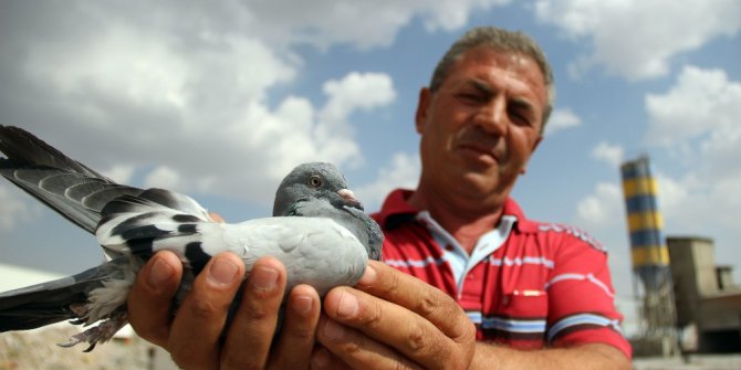 Bulduğu taklacı güvercinin sahibini arıyor
