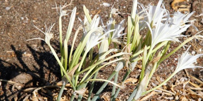 Datça sahillerini süsleyen kum zambakları tatilcileri uğurladı